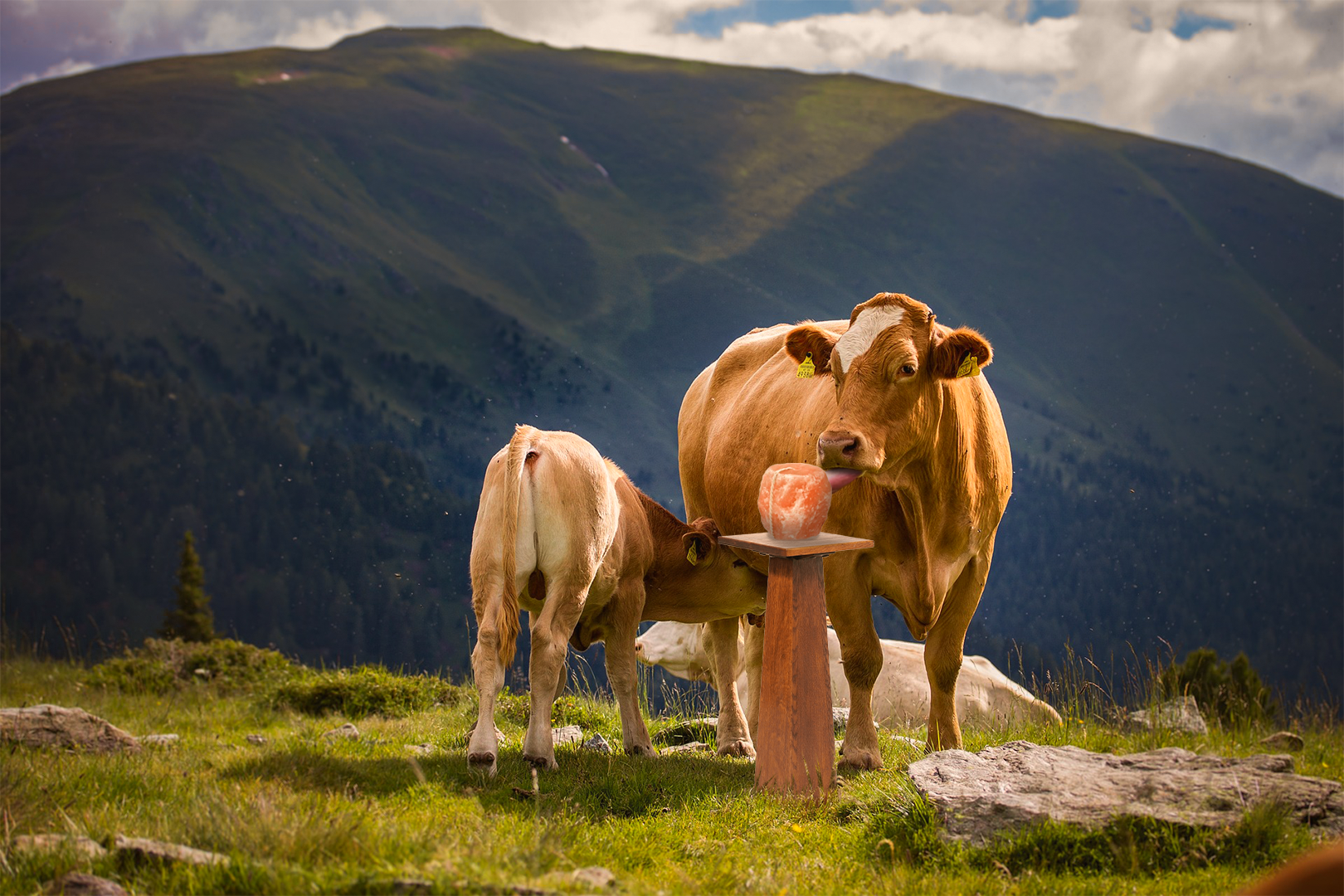 What Benefits Can Salt Blocks for Cows Offer?