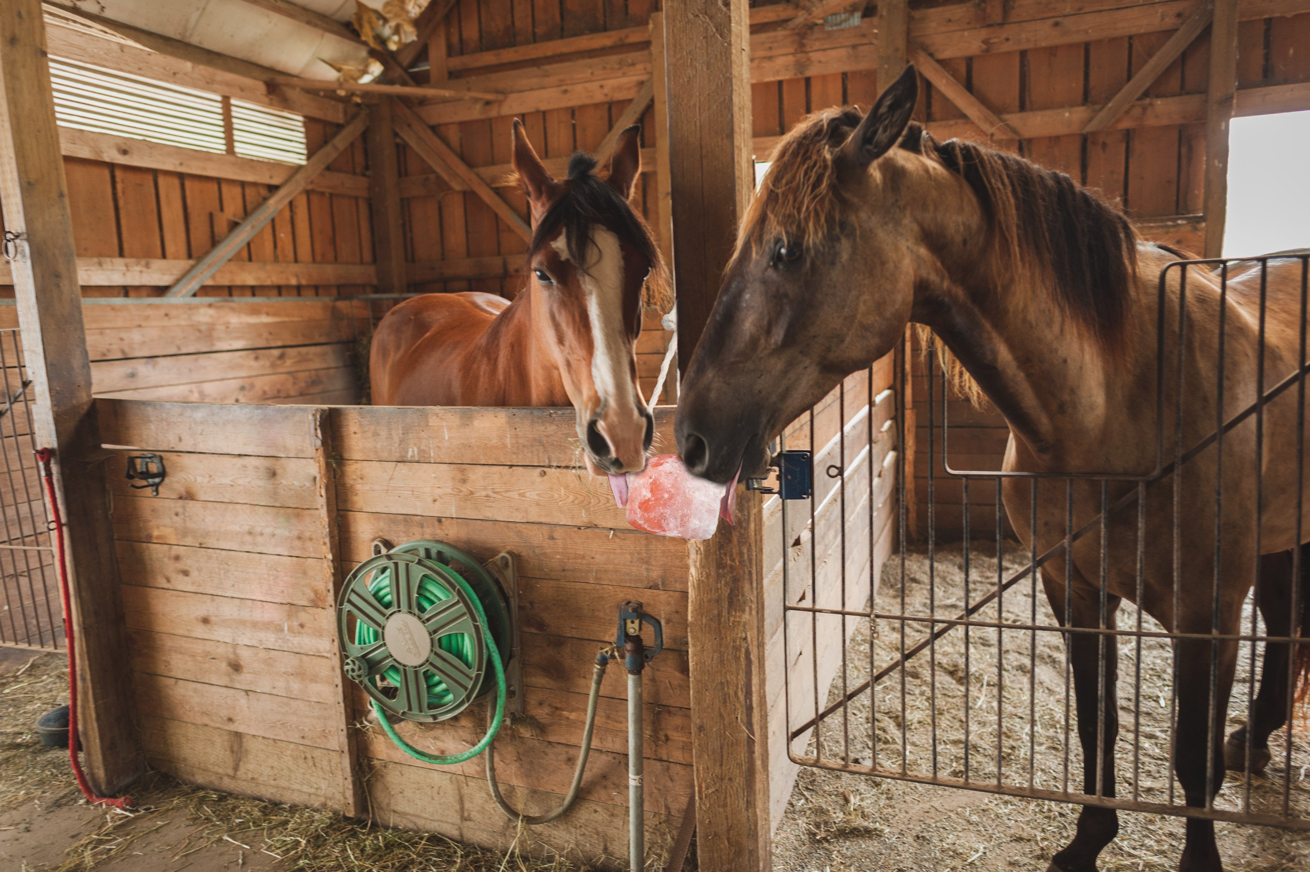 Do animals need Salt Licks for Health, or do they just like the taste of them?